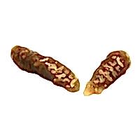 bal-aromalı-duble-cevizli-sucuk-1
